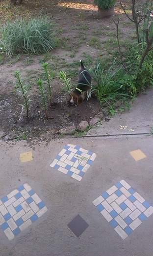 IMAG0049.jpg